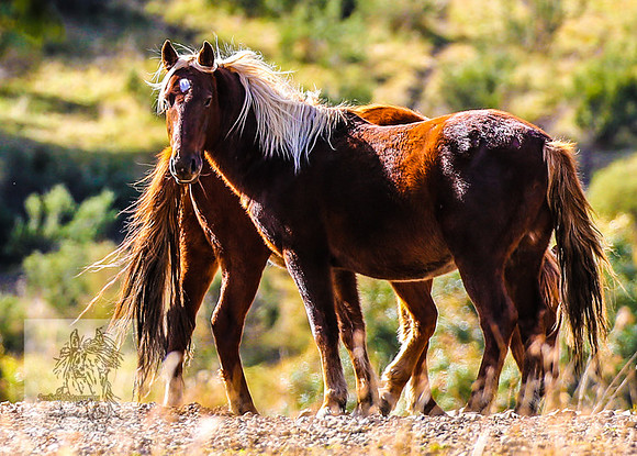 Brumbies17May2022_0269