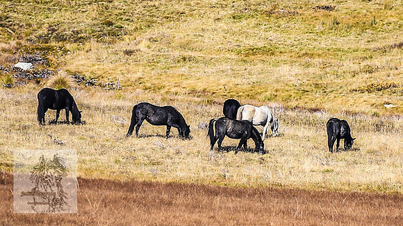 BrumbiesEndMay2022_0299