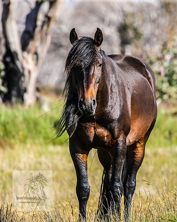 Brumbies23Dec2022_1541