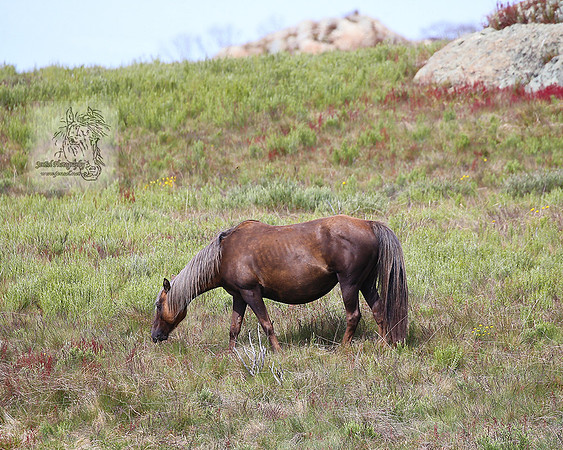 Brumbies21Dec2022_0109edit