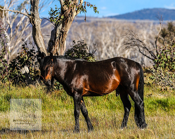 Brumbies23Dec2022_1522