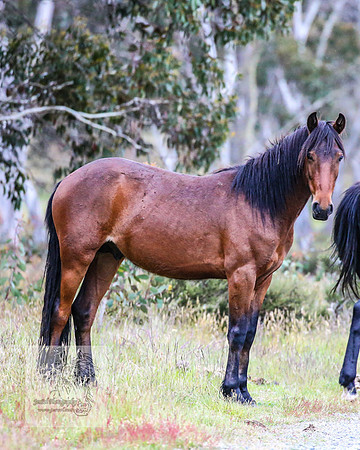 Brumbies22Dec2022_0005