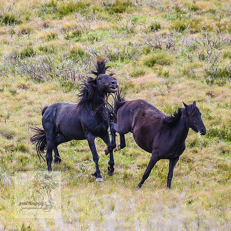 Brumbies21Dec2022_0477