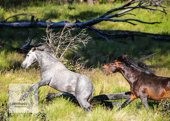 Brumbies27Dec22-69