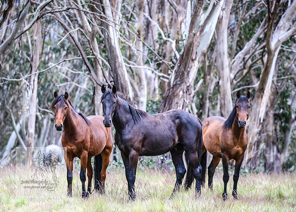 Brumbies22Dec2022_0034