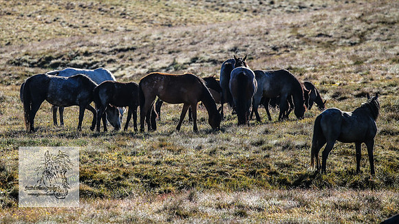 Brumbies26Dec22-127