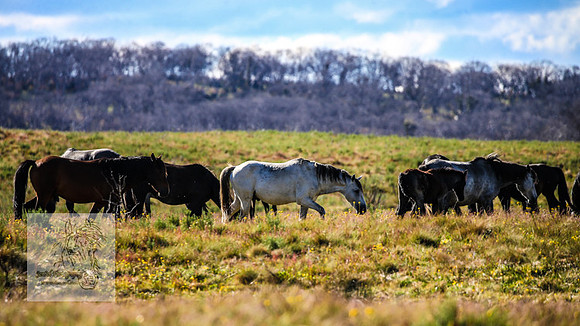 Brumbies23Dec2022_1426