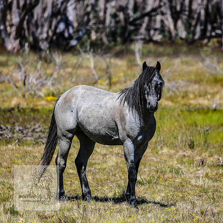 Brumbies23Dec2022_0424