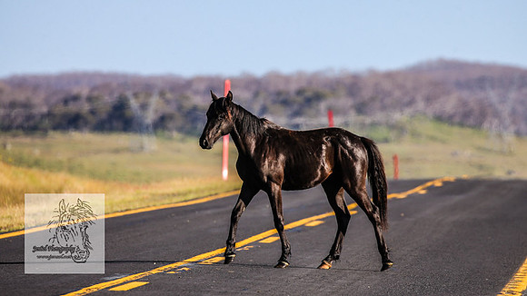 Brumbies26Dec22-161