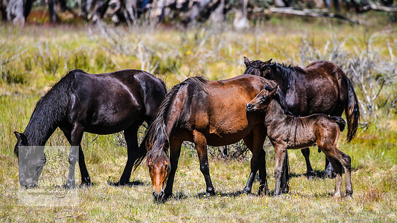 Brumbies23Dec2022_0371