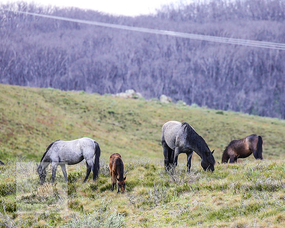 Brumbies21Dec2022_0498