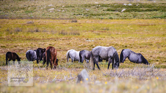 Brumbies21Dec2022_0444