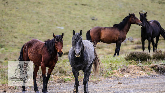 Brumbies26Dec22-264