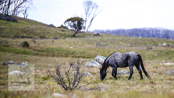 Brumbies21Dec2022_0425