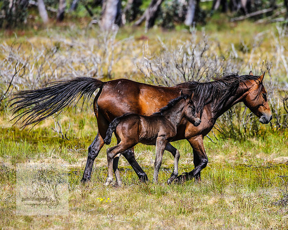 Brumbies23Dec2022_0395