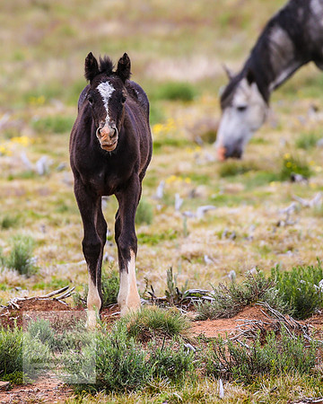 Brumbies21Dec2022_0394