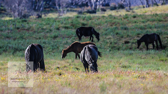 Brumbies23Dec2022_1357