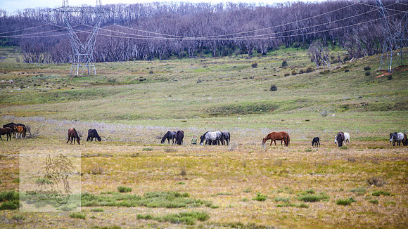 Brumbies21Dec2022_0433