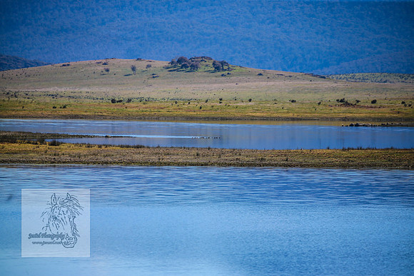Brumbies23Dec2022_0251