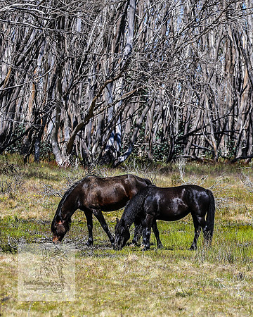 Brumbies23Dec2022_0322