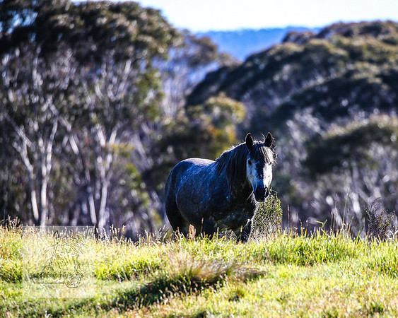 Brumbies23Dec2022_0152