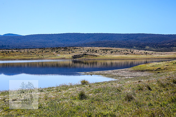 Brumbies23Dec2022_0838