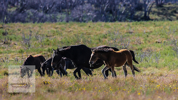 Brumbies23Dec2022_1349
