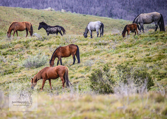 Brumbies21Dec2022_0456