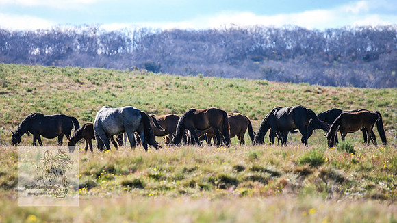 Brumbies23Dec2022_1447