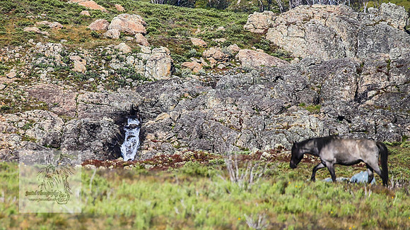 Brumbies23Dec2022_0051