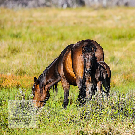 Brumbies23Dec2022_0175