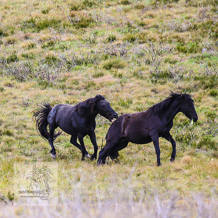 Brumbies21Dec2022_0470