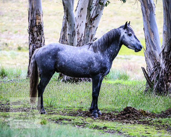 Brumbies22Dec2022_0101