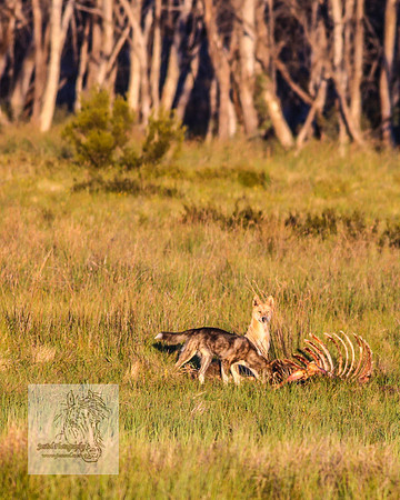 Brumbies28Dec22_0064