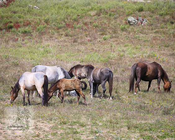 Brumbies21Dec2022_0073edit