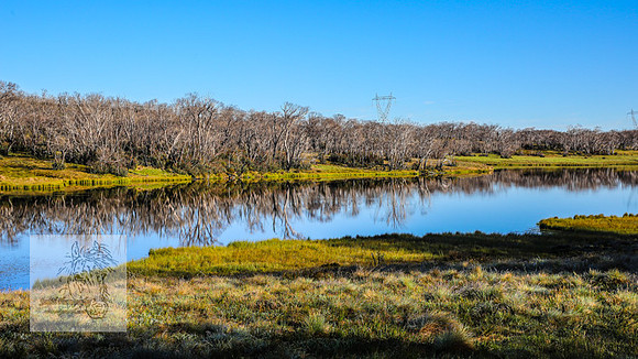 Brumbies23Dec2022_0827