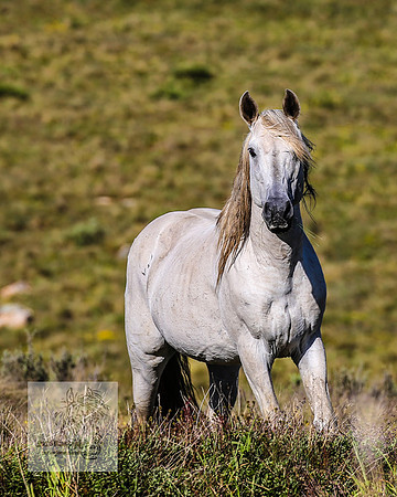 Brumbies23Dec2022_1508