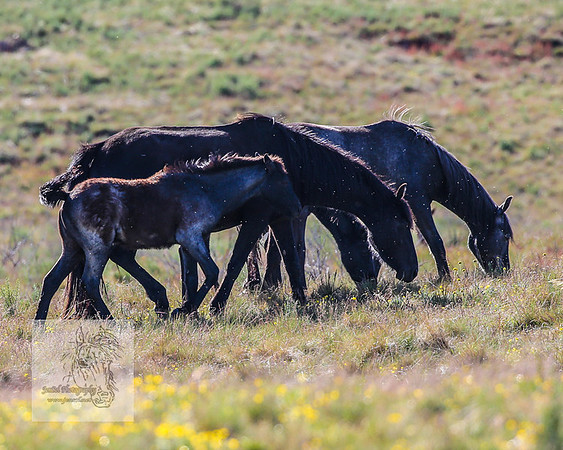 Brumbies23Dec2022_1415