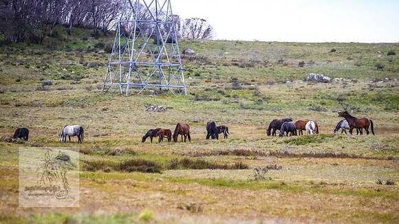 Brumbies21Dec2022_0414