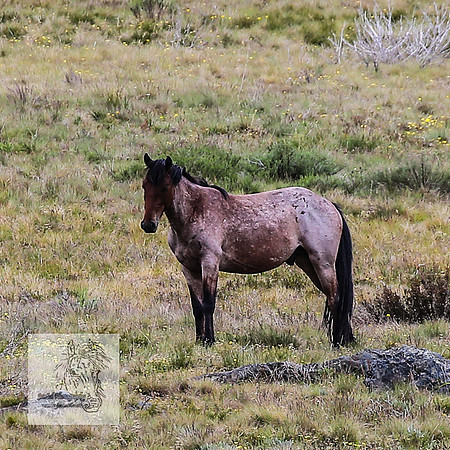 Brumbies26Dec22-253