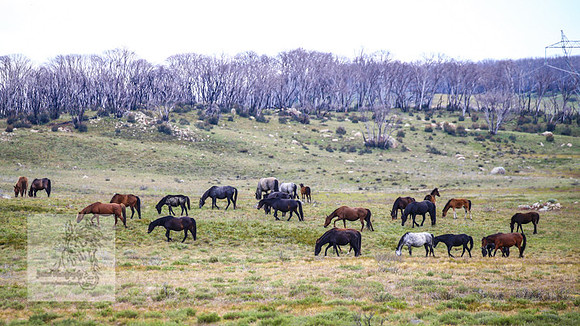Brumbies21Dec2022_0448