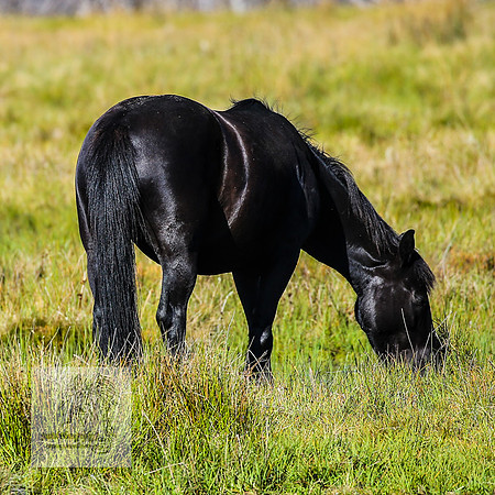 Brumbies23Dec2022_0201