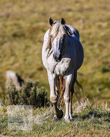 Brumbies23Dec2022_1474