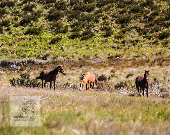 Brumbies23Dec2022_0294