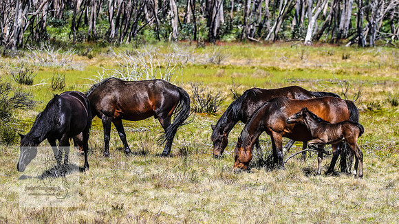 Brumbies23Dec2022_0428