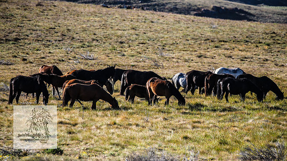 Brumbies26Dec22-149