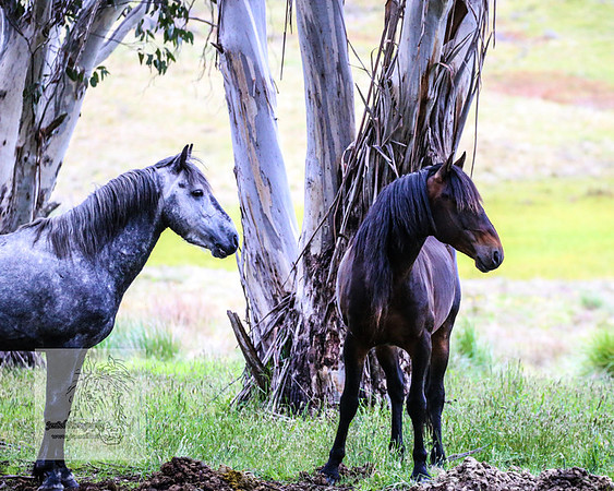 Brumbies22Dec2022_0097