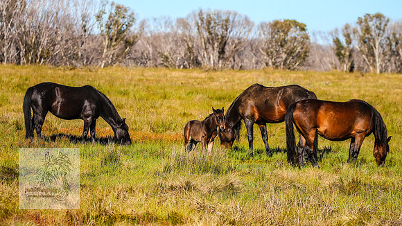 Brumbies23Dec2022_0244