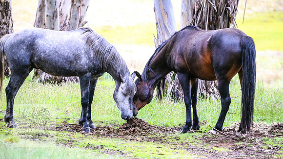 Brumbies22Dec2022_0088