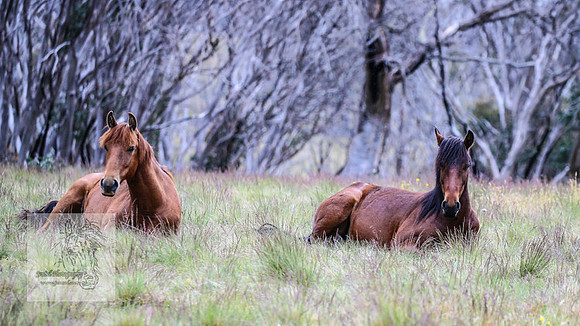 Brumbies22Dec2022_0105